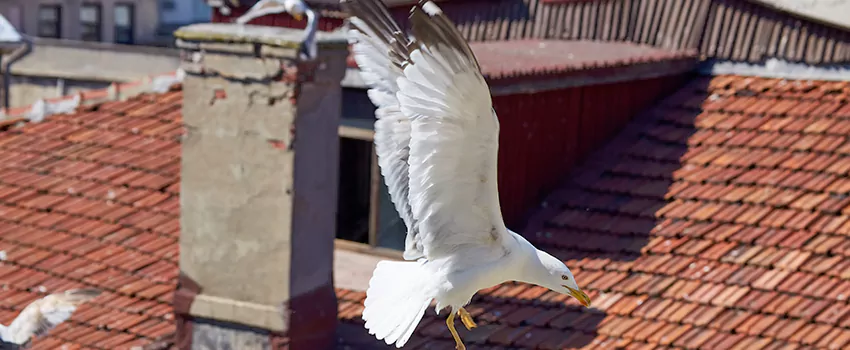 Residential Chimney Animal Removal Solution in Melbourne, FL